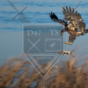 Original wildlife photography eagle, eagle photography, eagle photo print, eagle wall art, nature photography, golden eagle photography