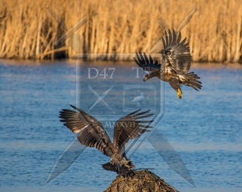 Original wildlife photography golden eagle, golden eagle photography, golden eagle photo print, wildlife photography, nature photography