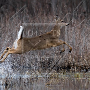 Original wildlife photography captured in natural setting rendering an image of a whitetailed deer in a flooded field. Deer photography