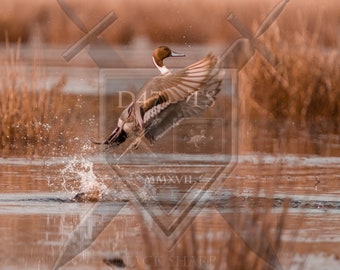 Original wildlife photography rendering an image of Pintail Ducks flying in the marsh, duck wall art, Pintail Ducks, ducks flying, Pintail