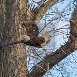 Original wildlife photography, eagle photography, eagle photo print, eagle picture, nature photography, nature photo print, bird photo print