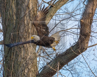 Original wildlife photography, eagle photography, eagle photo print, eagle picture, nature photography, nature photo print, bird photo print