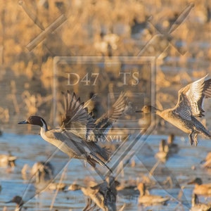 Fotografía original de vida silvestre que representa una imagen de patos rabudos alzando el vuelo, arte mural de vida silvestre de patos rabudos, patos volando, patos rabudos