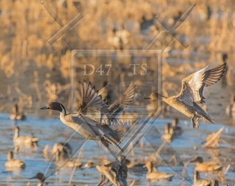 Original wildlife photography rendering an image of  Pintail Ducks taking flight, Pintail duck wildlife wall art, ducks flying, Pintails