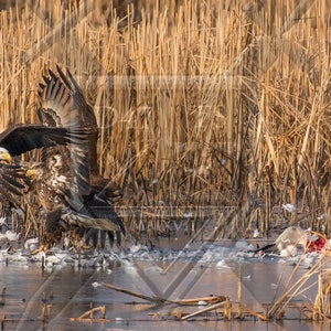 Fotografia naturalistica originale aquile che sparring sulla preda, fotografia dell&#39;aquila, stampa fotografica dell&#39;aquila, arte della parete dell&#39;aquila, arte della parete della natura, stampa della natura