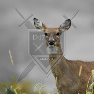 Original wildlife photography captured in natural setting rendering an image of a whitetailed deer in a field. Deer photography, doe