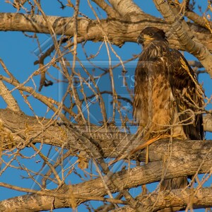 Original wildlife photography eagle, nature photography, nature photo print, eagle photography, eagle photo print, eagle picture, eagle