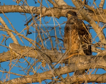 Original wildlife photography eagle, nature photography, nature photo print, eagle photography, eagle photo print, eagle picture, eagle