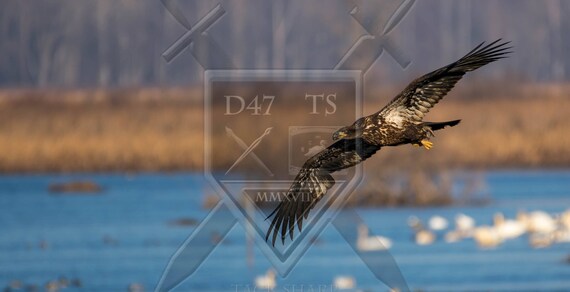Original Wildlife Photography Golden Eagle Golden Eagle Photography Golden Eagle Photo Print Golden Eagle Flying Picture Nature Photo