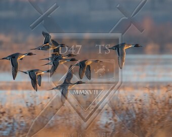 Original wildlife photography rendering an image of Pintail Ducks flying in the marsh, duck wall art, Pintail Ducks, ducks flying, Pintail