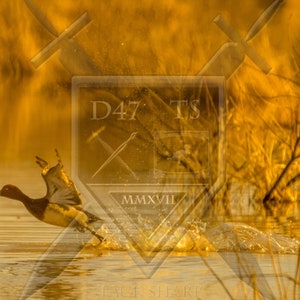 Könnte beinhalten: Ein brauner Enten mit weißem Kopf und Hals fliegt von einem goldfarbenen Gewässer ab. Die Ente ist in der Luft mit ausgebreiteten Flügeln. Der Hintergrund ist eine Unschärfe aus goldenen Schilf und Gräsern.