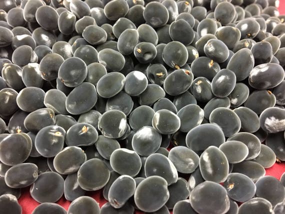 1,000 Hawaii Grown Mgambo Seeds Majidea zanquebarica