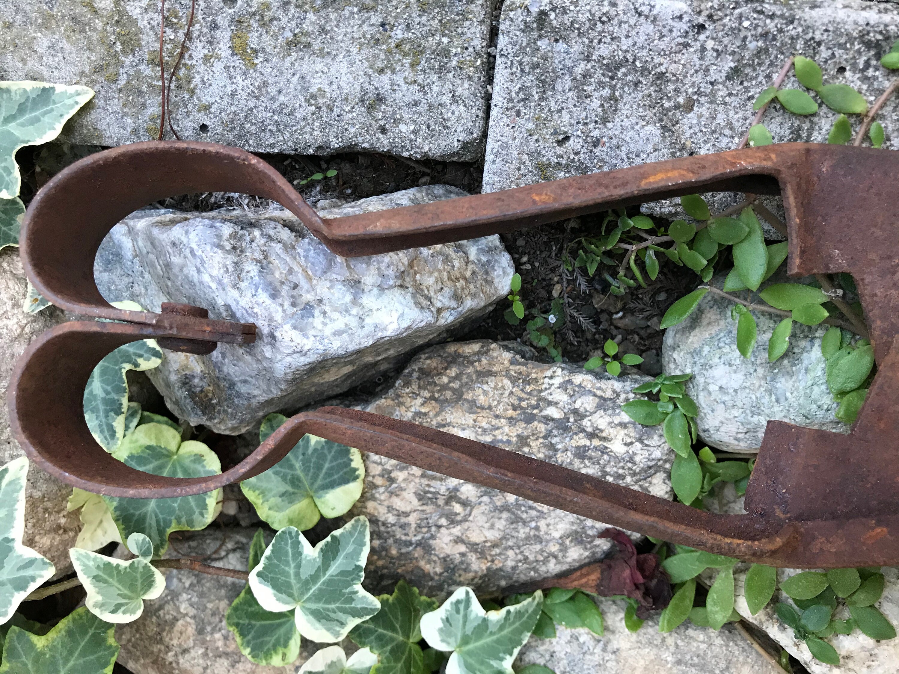 Vintage Antique Sheep Scissors - Rusty Metal Sheep Shears - Large Rust ...