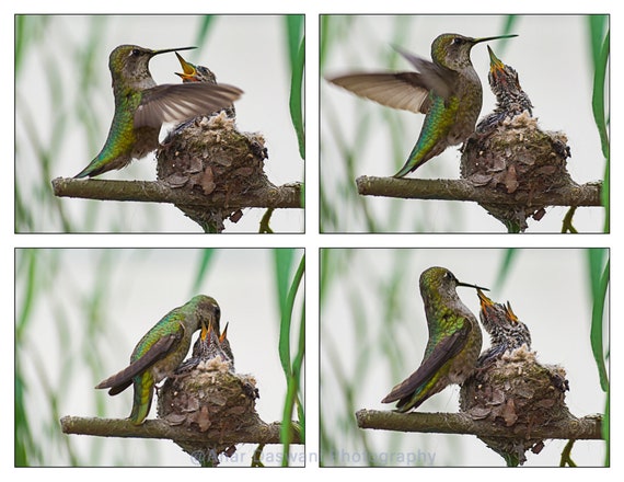 Oiseaux Maman Colibri Alimentation Oisillons Dans Le Nid Partie 4 De La Série Photo Nature