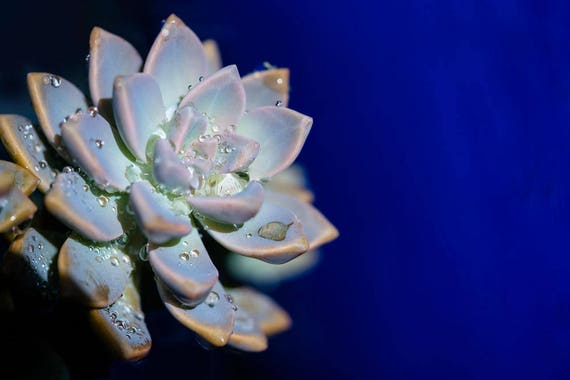 Flowers Rain Water Droplets On Cactus Photo Print Blue Etsy Flowers Rain Water Droplets On Cactus Photo Print Blue Etsy