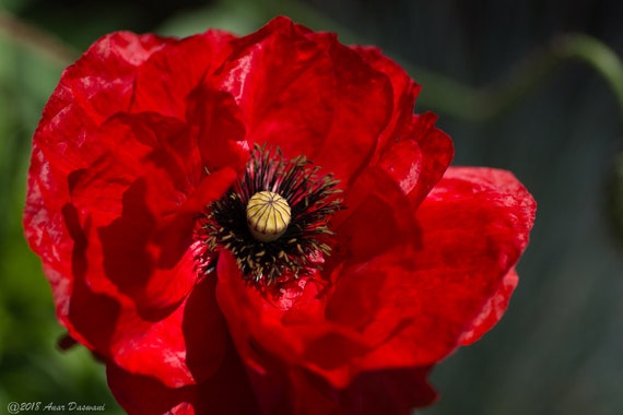 Flowers Red Poppy Photo Print Vivid Red Colors Botanical Etsy Flowers Red Poppy Photo Print Vivid Red Colors Botanical Etsy