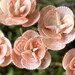 Handmade Seashell Flowers - Etsy