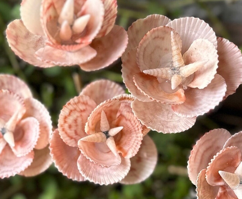 Handmade Seashell Flowers - Etsy