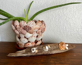 Fish Seashell Art on Driftwood