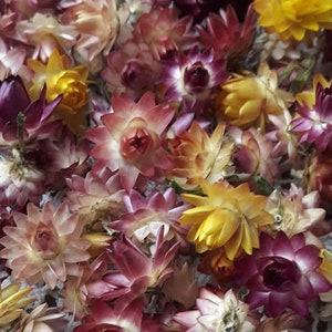 50 smaller miniatures dried strawflowers heads