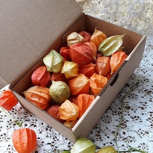 Könnte beinhalten: Ein Karton gefüllt mit getrockneten Physalis, auch bekannt als Chinesische Laternen, in Orange-, Gelb- und Grüntönen. Der Karton ist geöffnet und die Physalis fallen auf eine weiße Spitzentischdecke.