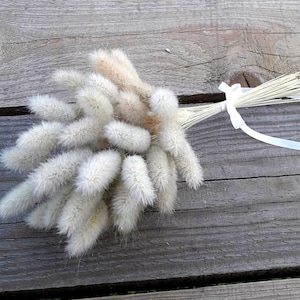 30 Dried Natural Lagurus Ovatus, Little Bunch Floral Decor