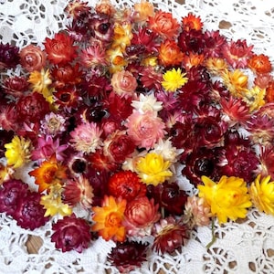 100 Organic Small Dried Flowers mixed colors strawflowers heads Weddings decor Dried Flower Confetti florist supply DIY supply set of 100