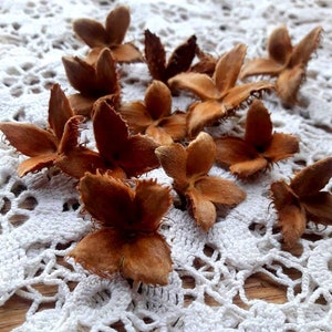 100 Organic Beech tree seeds Natural wreath decoration jewelry making floristy accessories Set of 100