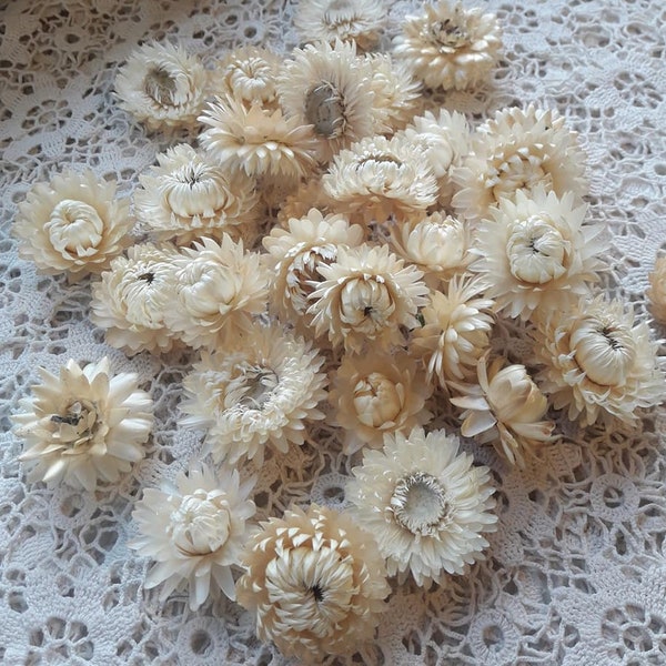 30 Dried Beige Strawflowers: Organic Wedding Confetti, DIY Florist Supply