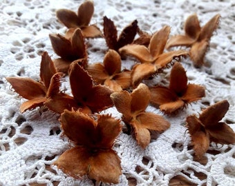 10 Organic Beech tree seeds Natural wreath decoration jewelry making floristy accessories Set of 10