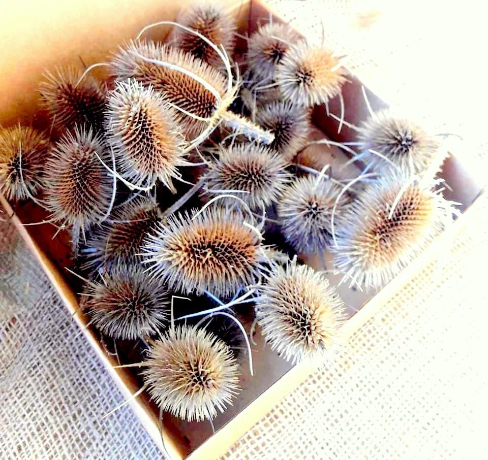 15 Dried Teasel Seed Heads Rustic Home Decor Dry Thistles Plant Country Wedding Woodland Fall Decor Botanical Art Floral Supplies set of 15