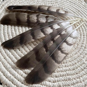 Natural Hawks feather Loose Feathers Ethically Sourced Cruelty free Shamanic Tool set of 2 image 5