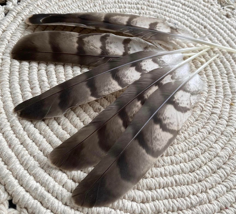 Natural Hawks feather Loose Feathers Ethically Sourced Cruelty free Shamanic Tool set of 2 image 5