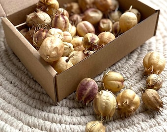 Natural dried Nigella pods Green dried flowers