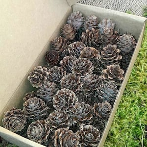 Piñas de alerce pequeñas: Juego de 30 manualidades naturales para hacer tú mismo