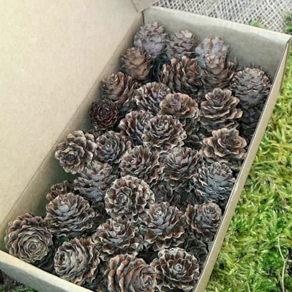 Larch Pine Cones Natural Small suitable for creating modeling wreaths garlands floral compositions for Wedding Holidays DIY Set of 50