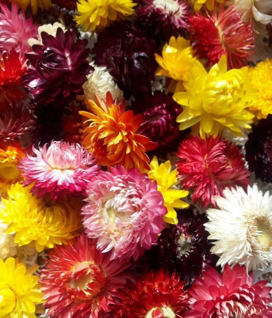 1000 Organic Dried Flowers Mixed Colors Strawflowers Heads Etsy