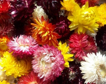 1000 Dried Flowers multicolor Strawflowers, set of 1000