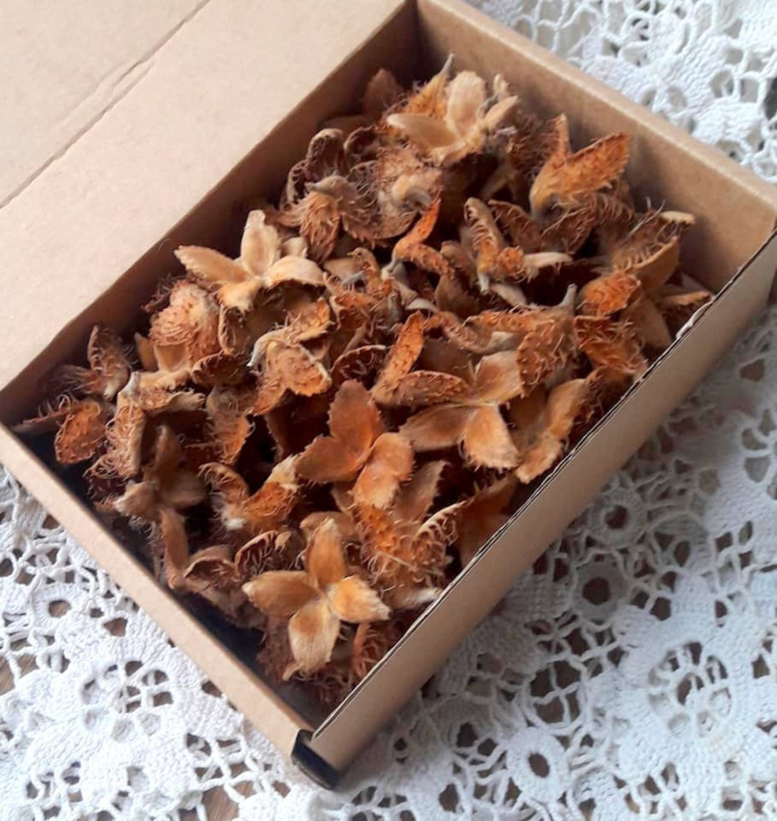 100 Organic Beech Tree Seeds Natural Wreath Decoration Jewelry Etsy