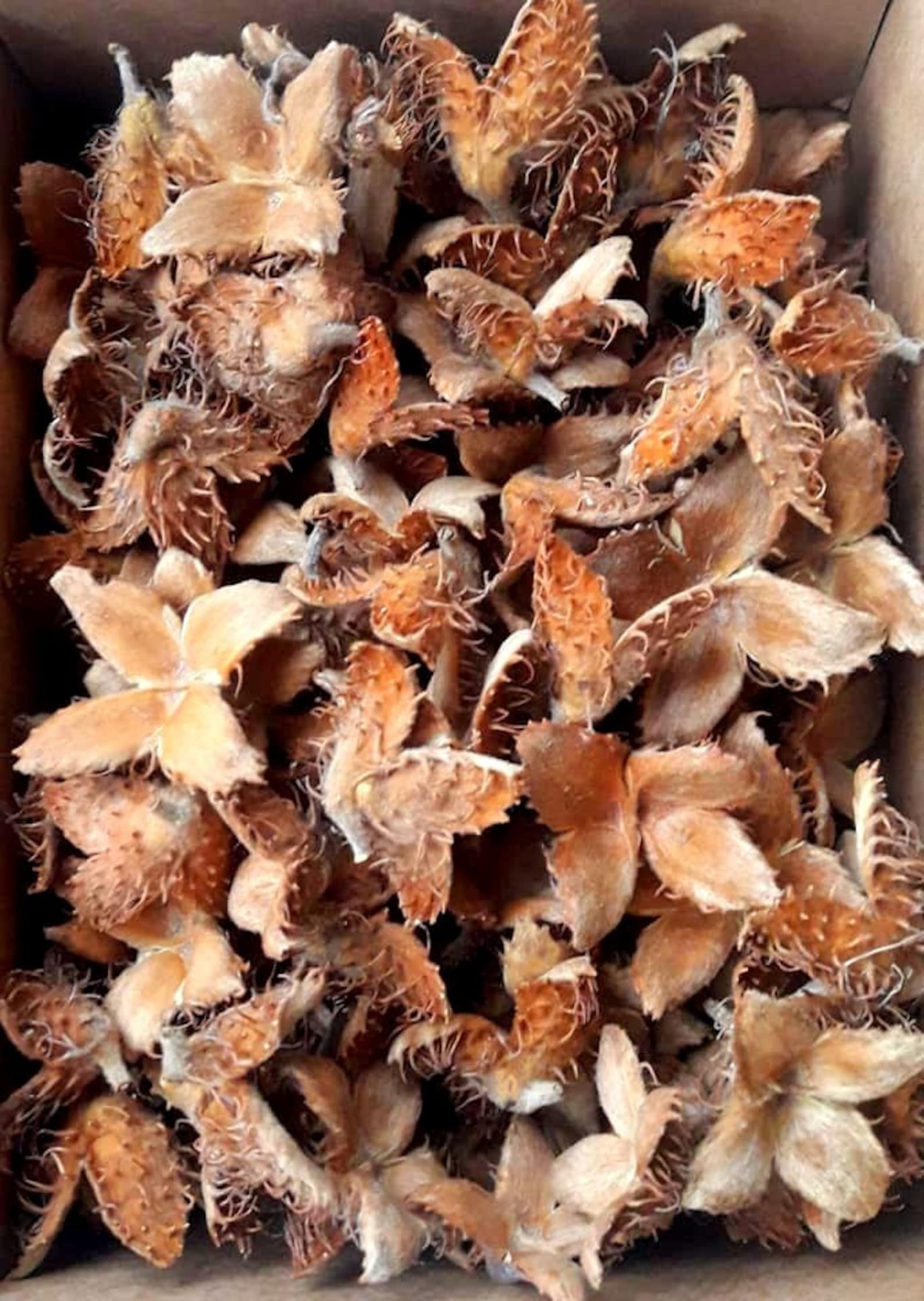 100 Organic Beech Tree Seeds Natural Wreath Decoration Jewelry Etsy