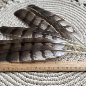 Natural Hawks feather Loose Feathers Ethically Sourced Cruelty free Shamanic Tool set of 2 image 6