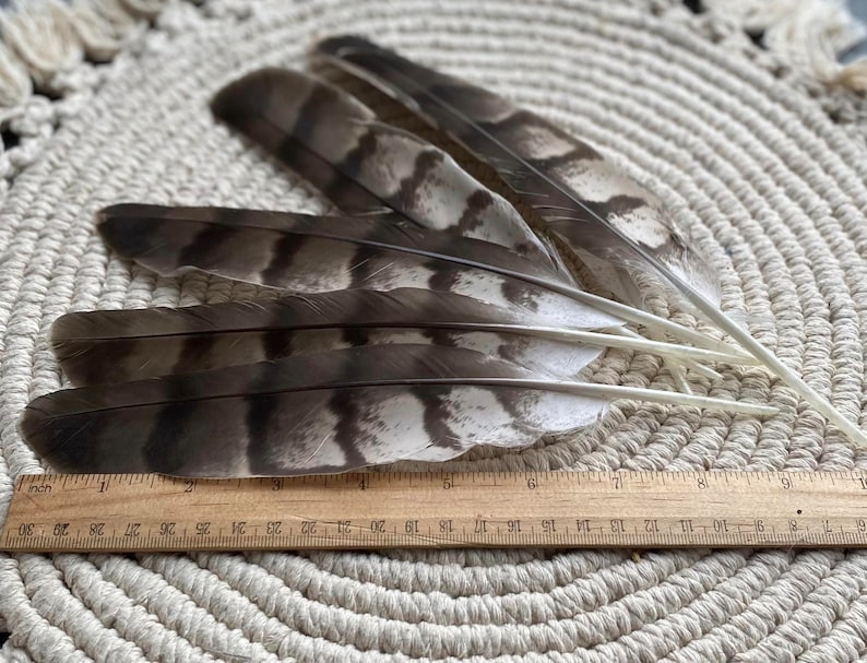 Natural Hawks feather Loose Feathers Ethically Sourced Cruelty free Shamanic Tool set of 2 zdjęcie 6