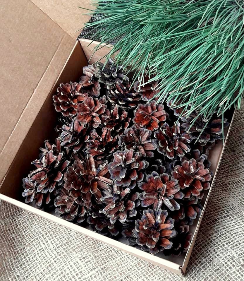 Pine Cones Natural Baltic Pine Suitable For Creating Modeling Wreaths Garlands Floral Compositions Wedding Holidays DIY Crafts Set of 30