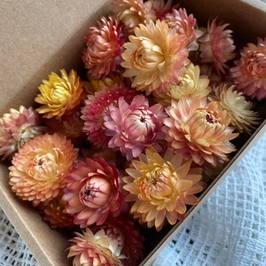 30 Organic Dried Apricot Peach Strawflowers heads Dried Flower florist supply DIY supply set of 30
