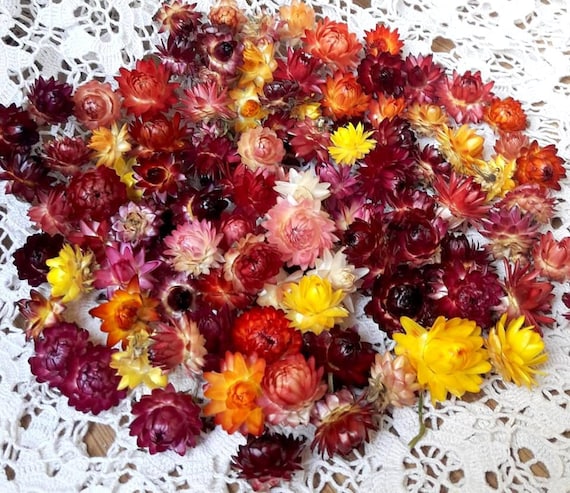 100 Bio kleine getrocknete Blumen gemischt Farben Strohblumen Köpfe Hochzeiten Dekor getrocknete Blume Konfetti Florist Versorgung DIY Versorgung Set von 100