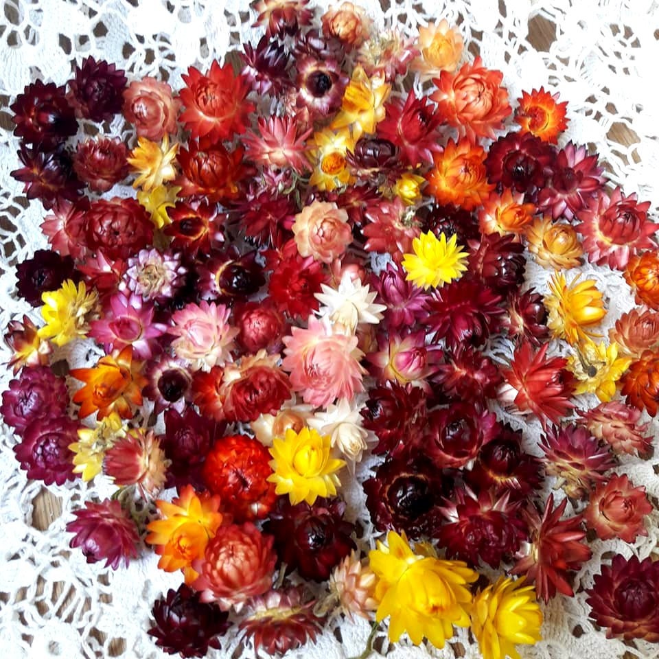 100 Organic Small Dried Flowers Mixed Colors Strawflowers Etsy