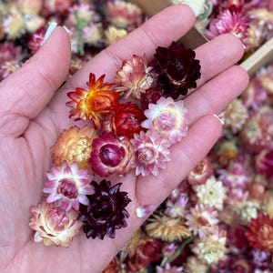 50 Organic Small Dried Flowers mixed colors strawflowers heads Weddings decor Dried Flower Confetti florist supply DIY supply set of 50