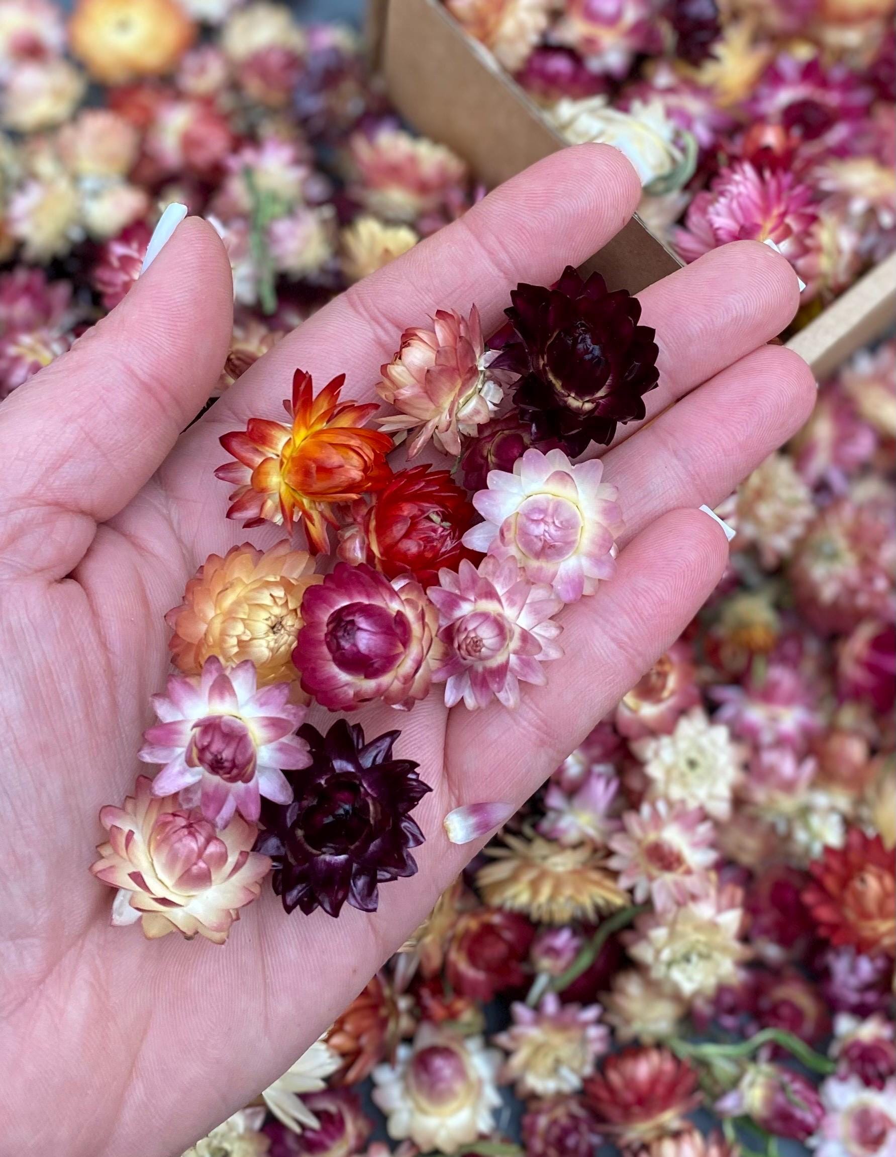 50 Organic Dried Strawflower Heads: Mixed Color Wedding Confetti
