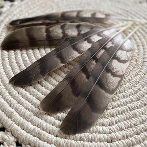 Natural Hawks feather Loose Feathers Ethically Sourced Cruelty free Shamanic Tool set of 2 image 1