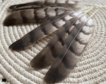 Natural Hawks feather Loose Feathers Ethically Sourced Cruelty free Shamanic Tool set of 2